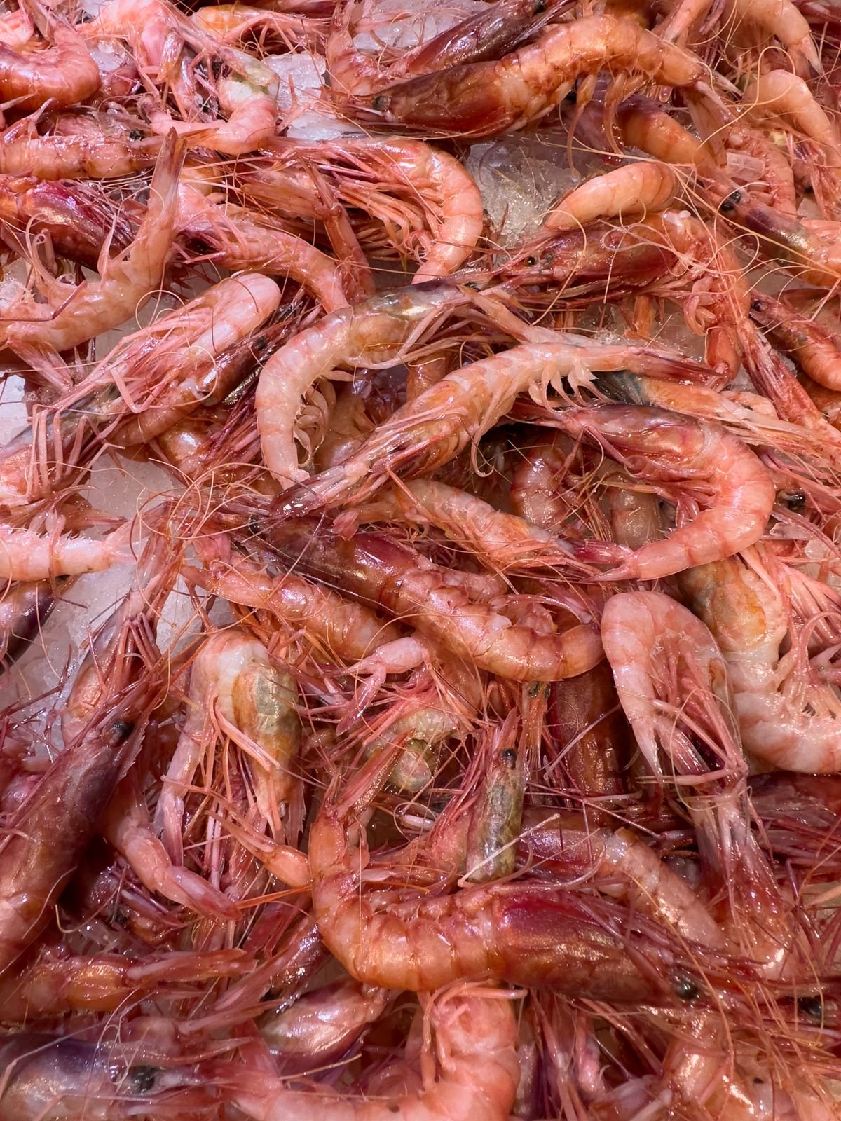 Camarón crudo fresco sobre hielo